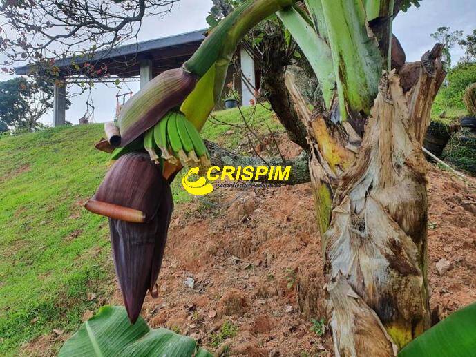 Chácara, 2 quartos, 2400 m² - Foto 40