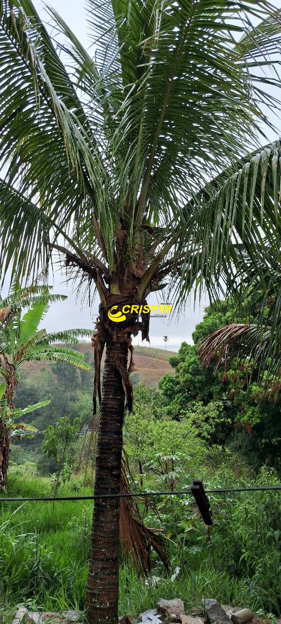 Chácara, 3 quartos, 808 m² - Foto 19